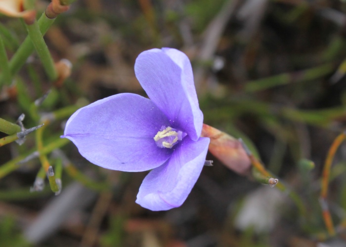 Tasmanian Plants Iridaceae